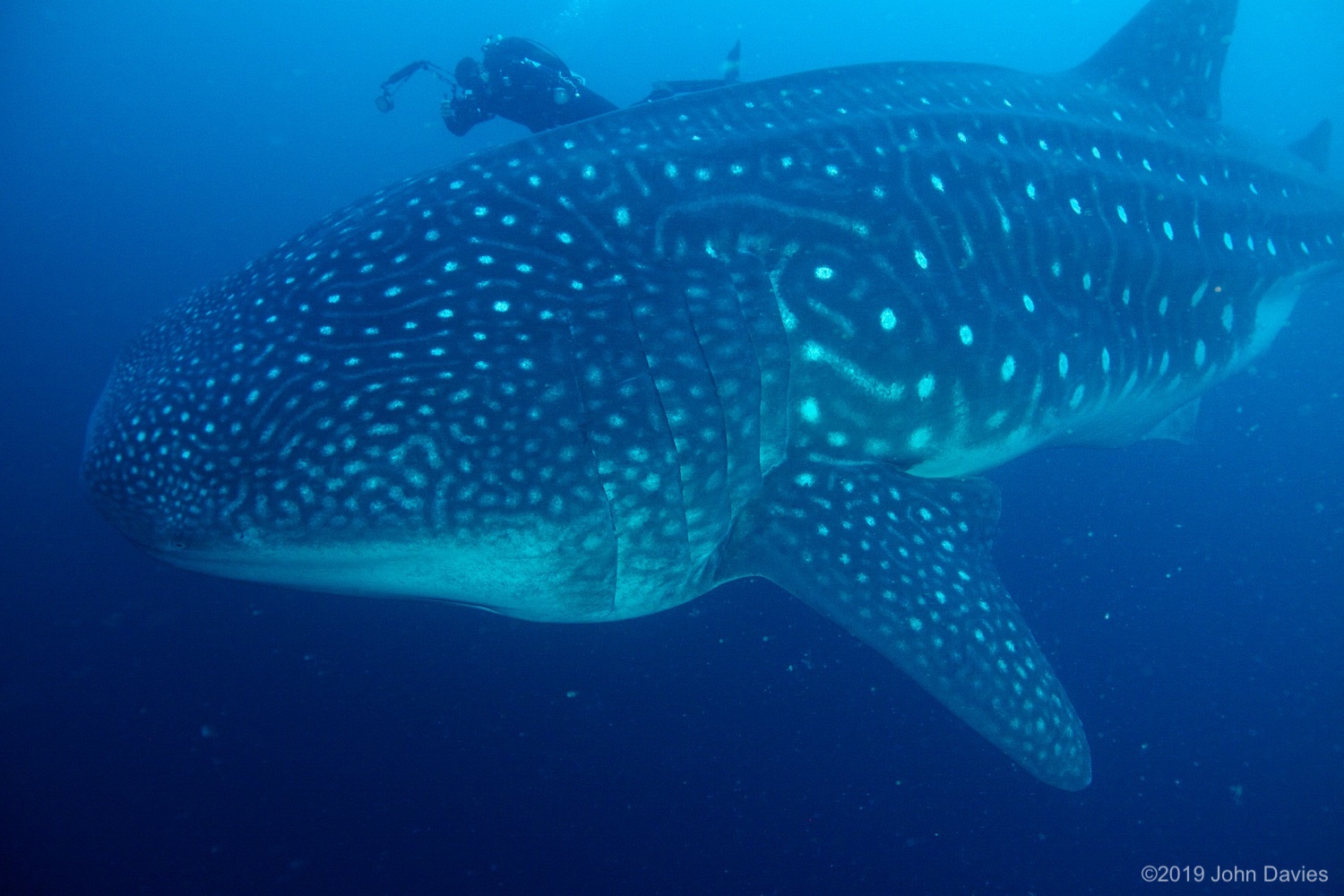 Galapagos20120015