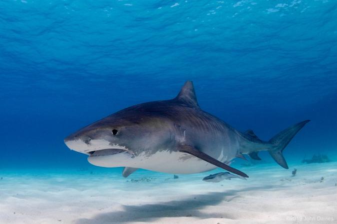 underwater photo galleries